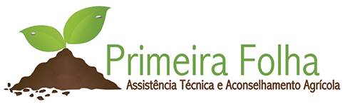 Primeira Folha